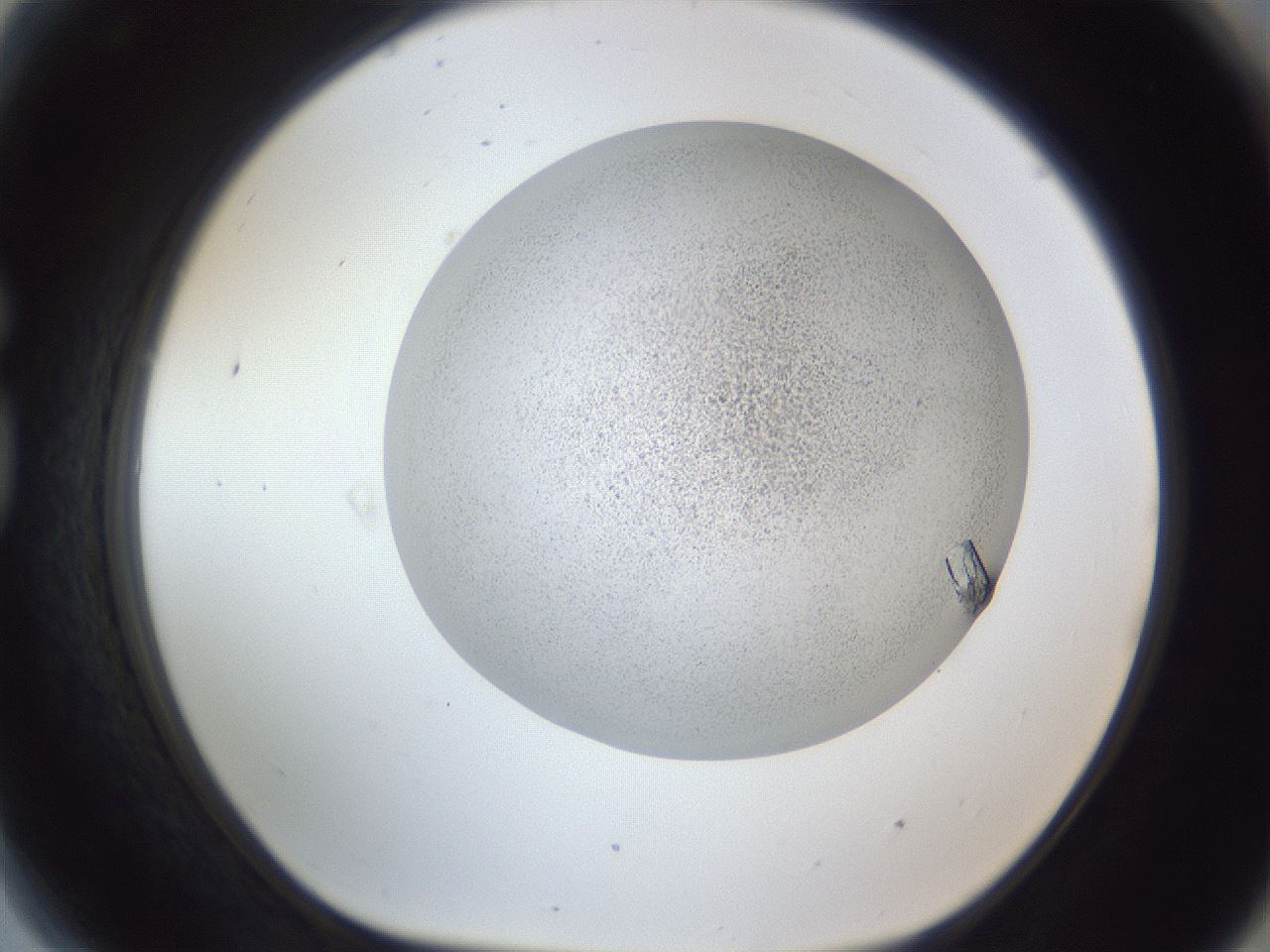 folderID202_plateID1202_batchID3541_wellNum81_profileID1_d1_r66543_ef.jpg