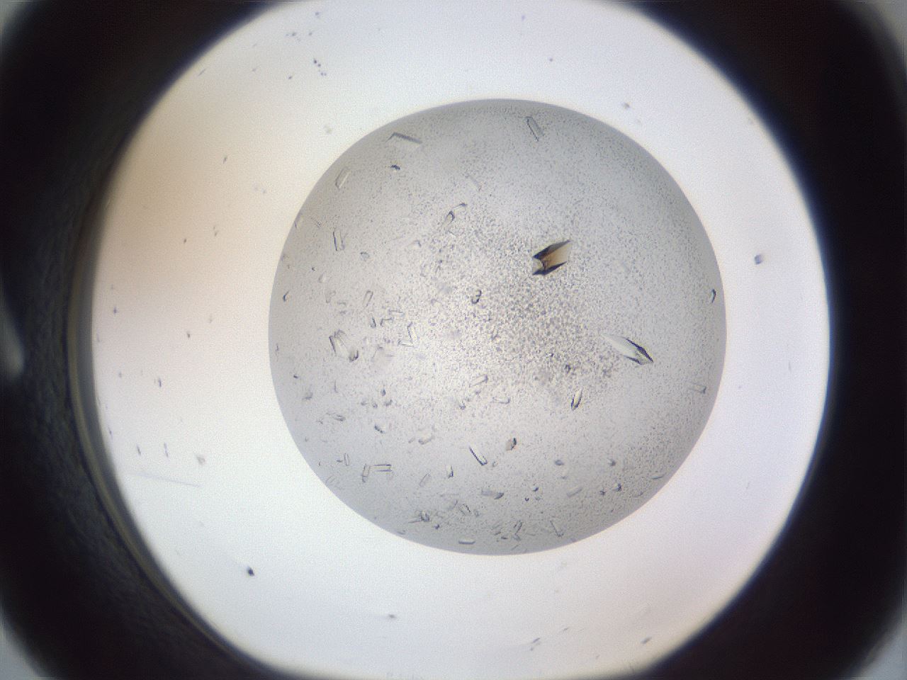 folderID202_plateID1202_batchID3541_wellNum8_profileID1_d1_r66470_ef.jpg