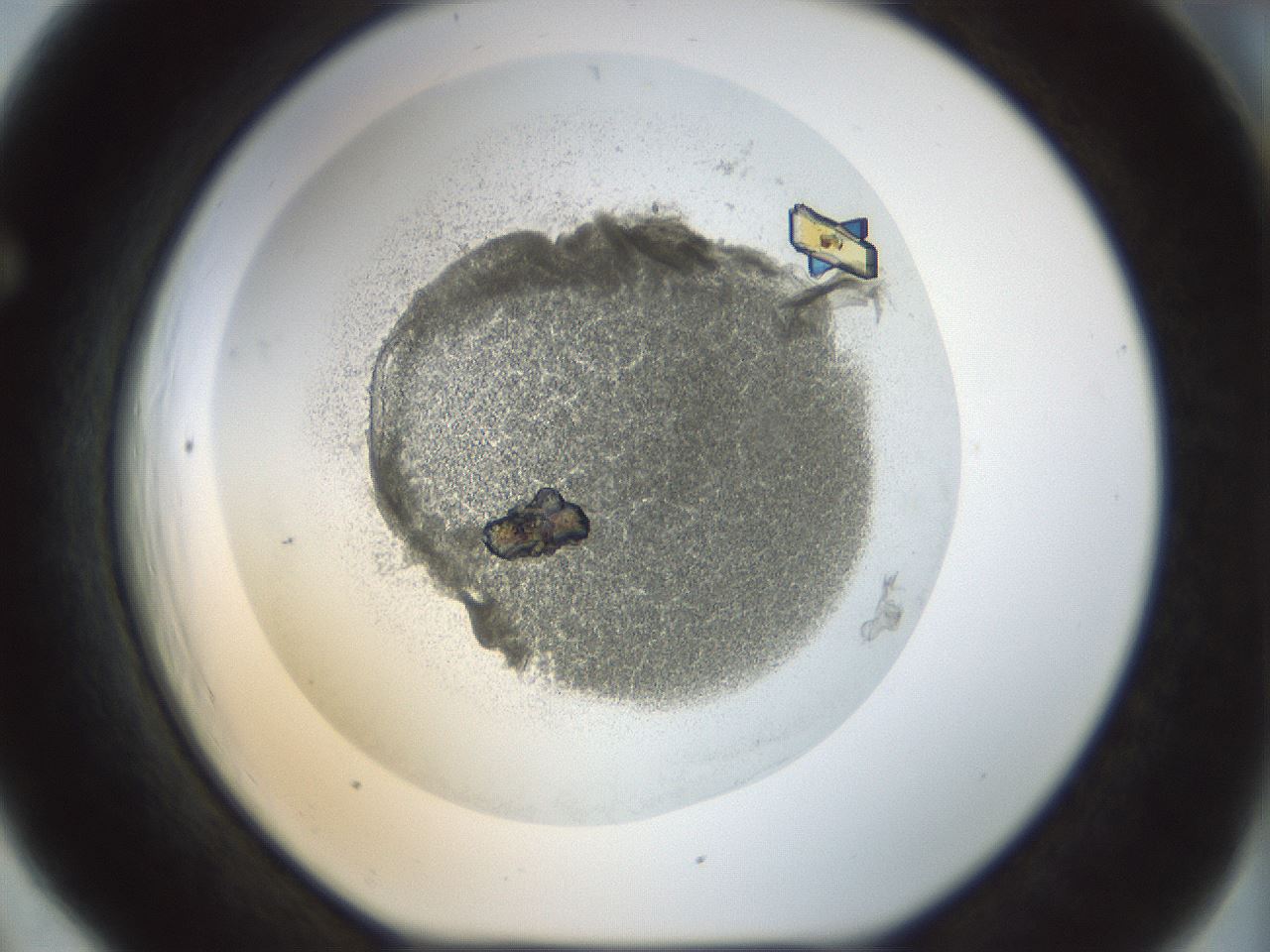folderID209_plateID1209_batchID3627_wellNum66_profileID1_d1_r69282_ef.jpg