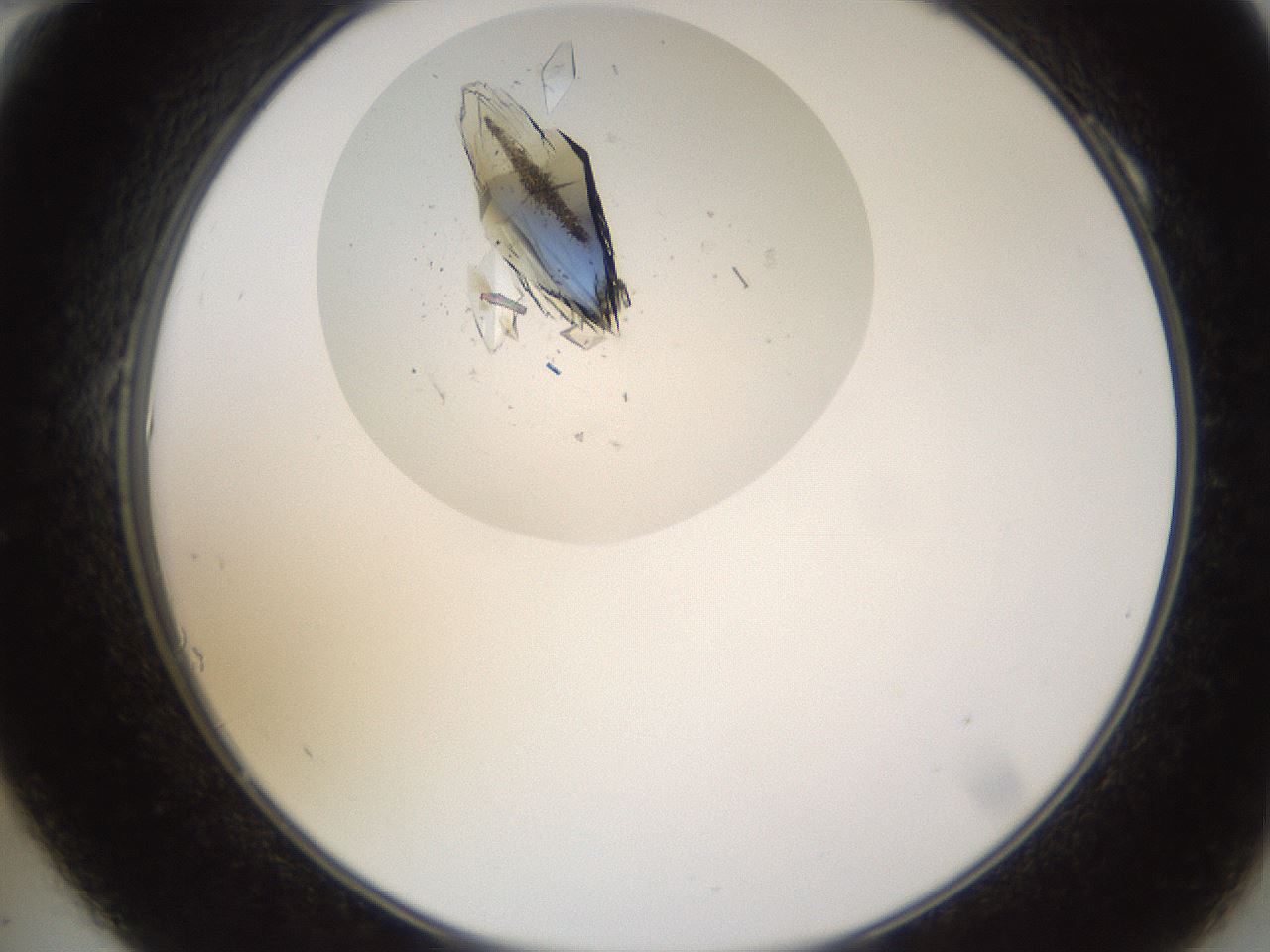 folderID621_plateID2621_batchID13307_wellNum10_profileID1_d2_r210945_ef.jpg