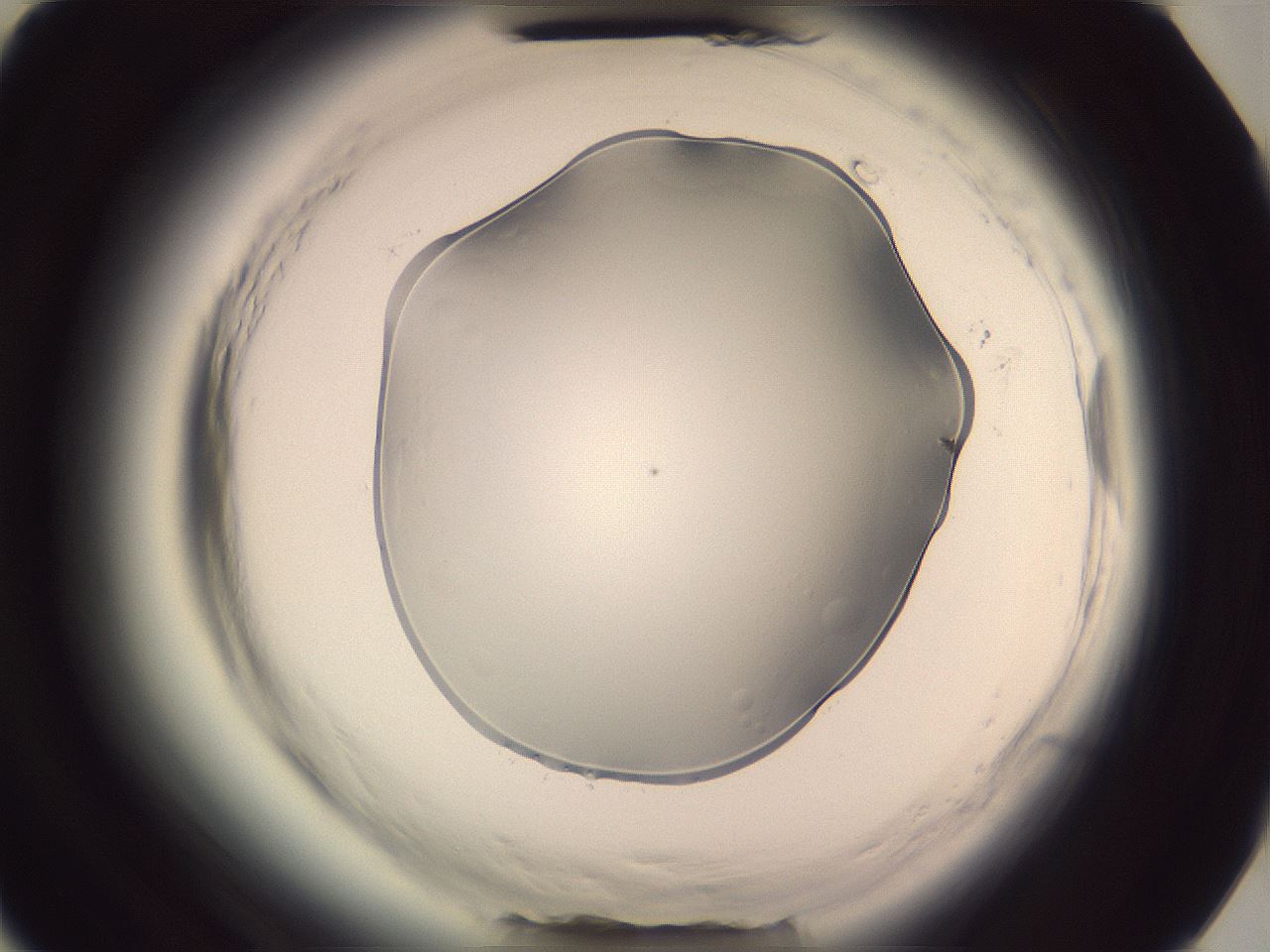 folderID604_plateID2604_batchID13171_wellNum73_profileID1_d3_r202115_ef.jpg