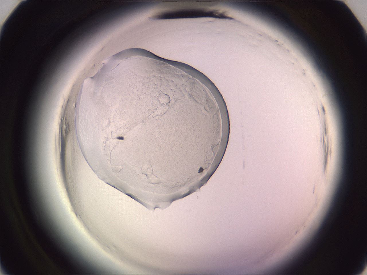 folderID604_plateID2604_batchID13171_wellNum9_profileID1_d2_r201922_ef.jpg