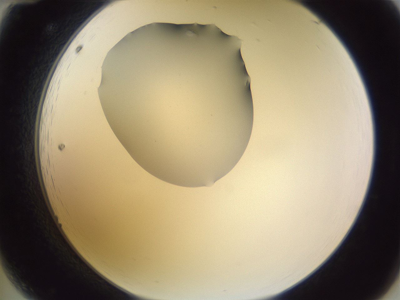 folderID605_plateID1605_batchID6721_wellNum12_profileID1_d2_r104651_ef.jpg