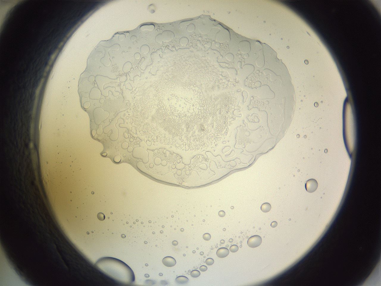 folderID605_plateID1605_batchID6721_wellNum34_profileID1_d2_r104695_ef.jpg