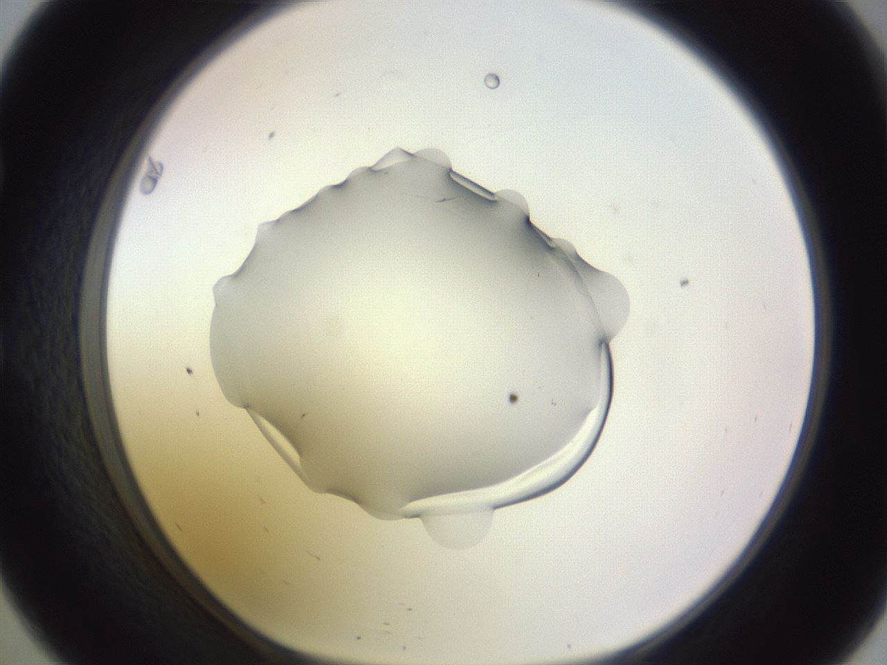 folderID605_plateID1605_batchID6721_wellNum57_profileID1_d1_r104740_ef.jpg
