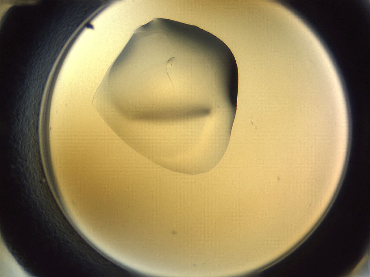 folderID605_plateID1605_batchID6721_wellNum60_profileID1_d2_r104747_ef.jpg