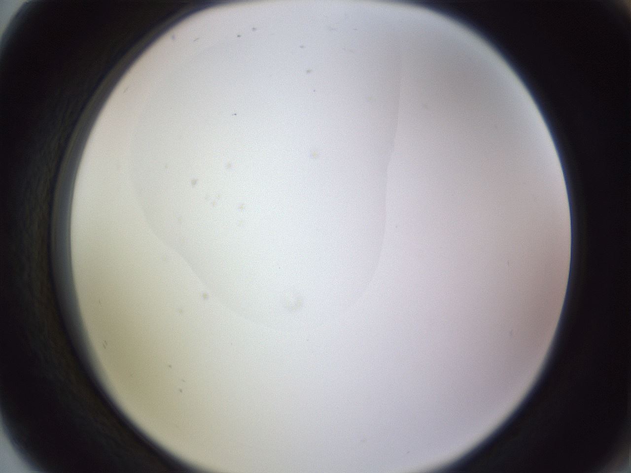 folderID605_plateID1605_batchID6721_wellNum80_profileID1_d2_r104787_ef.jpg