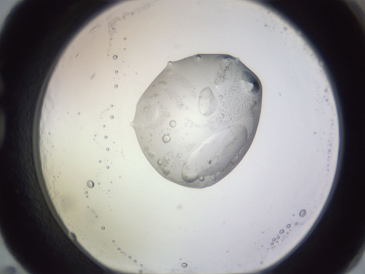 folderID605_plateID1605_batchID6721_wellNum83_profileID1_d1_r104792_ef.jpg