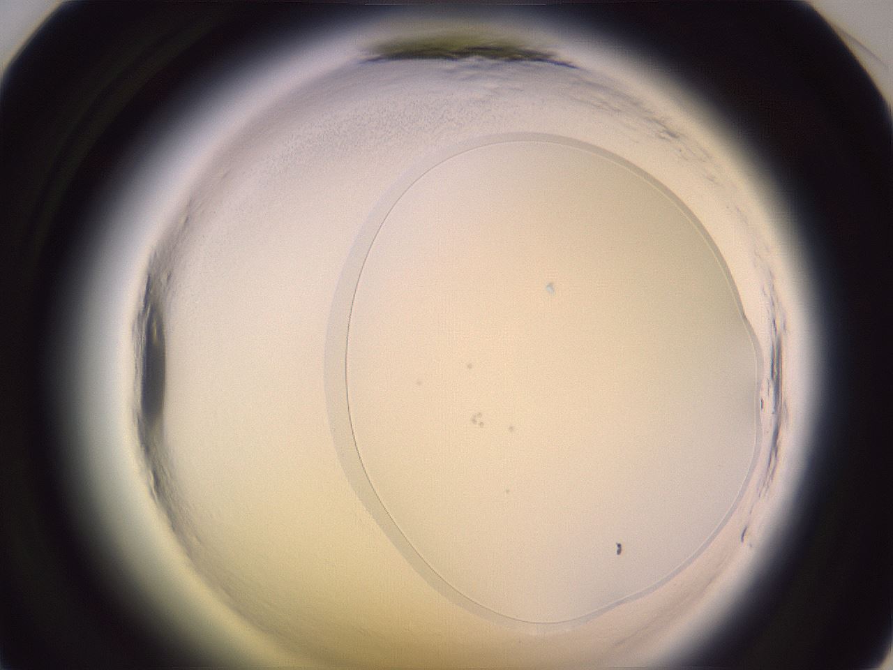 folderID605_plateID2605_batchID13173_wellNum35_profileID1_d1_r202864_ef.jpg