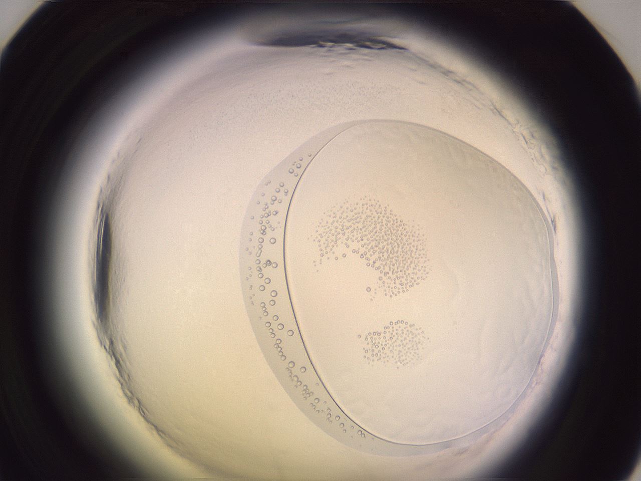 folderID605_plateID2605_batchID13173_wellNum47_profileID1_d1_r202900_ef.jpg