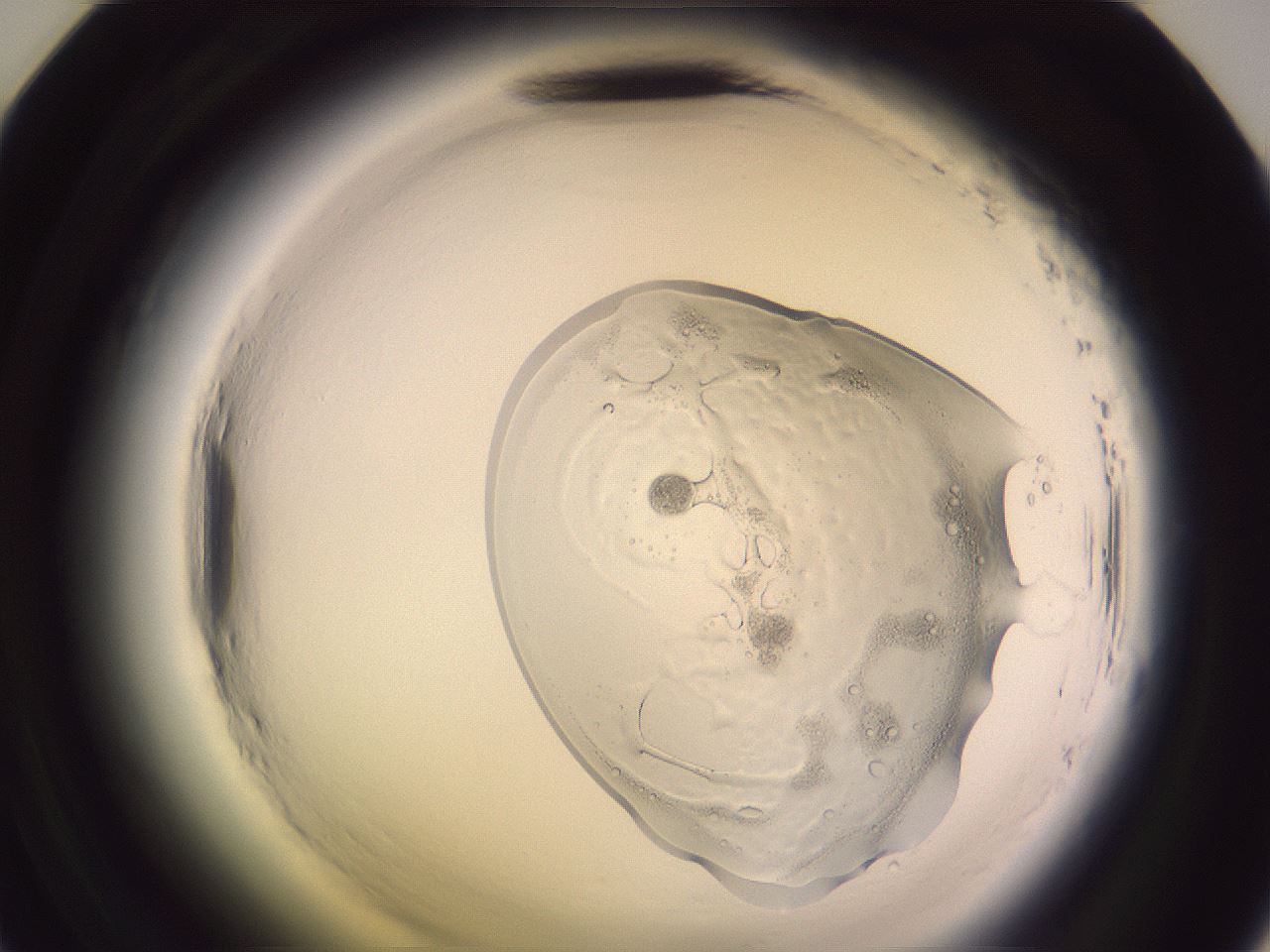 folderID605_plateID2605_batchID13173_wellNum47_profileID1_d2_r202901_ef.jpg