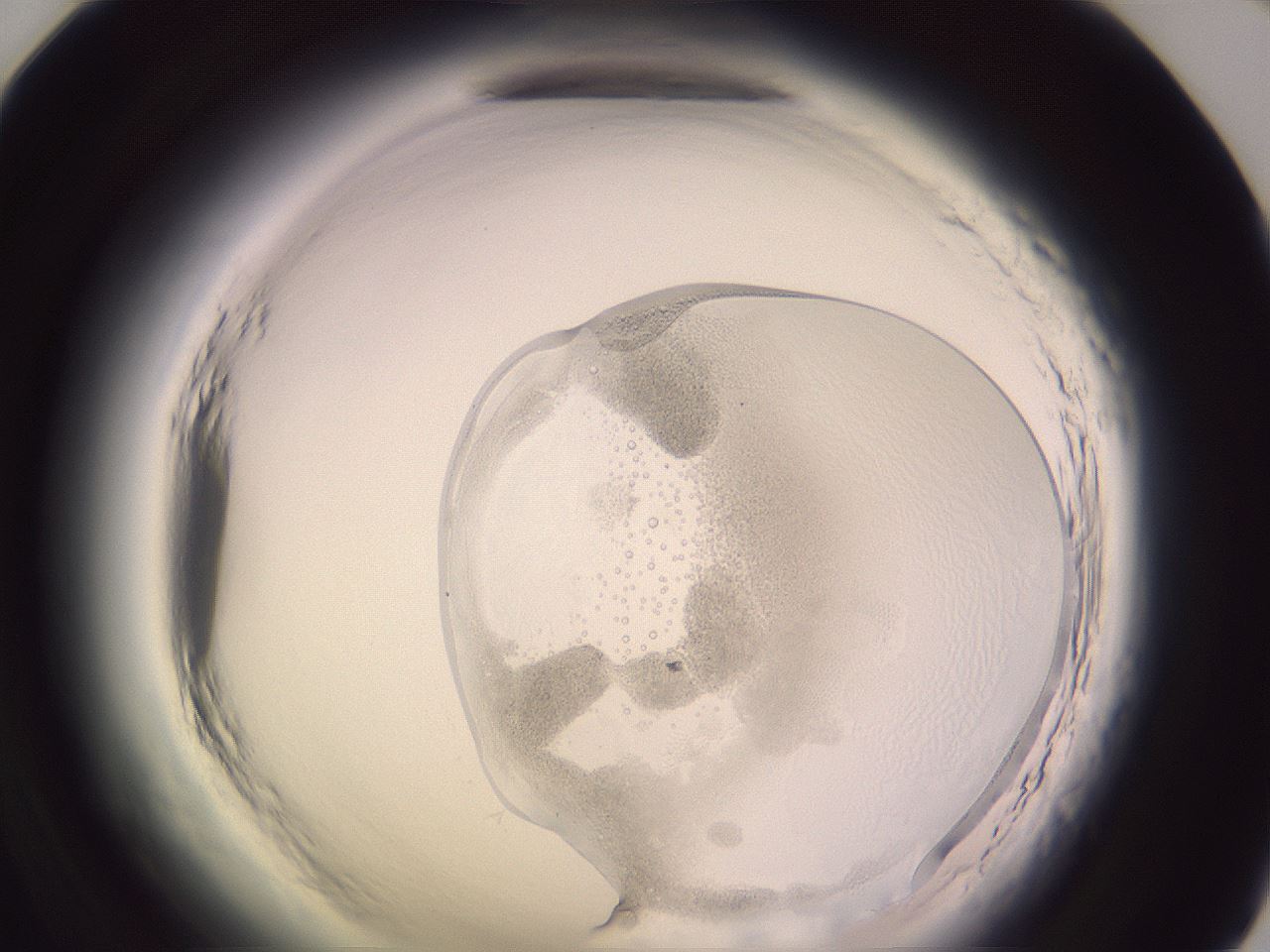 folderID605_plateID2605_batchID13173_wellNum71_profileID1_d1_r202972_ef.jpg