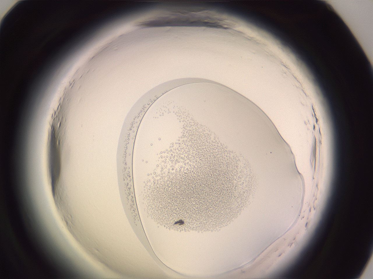 folderID605_plateID2605_batchID13173_wellNum81_profileID1_d1_r203002_ef.jpg