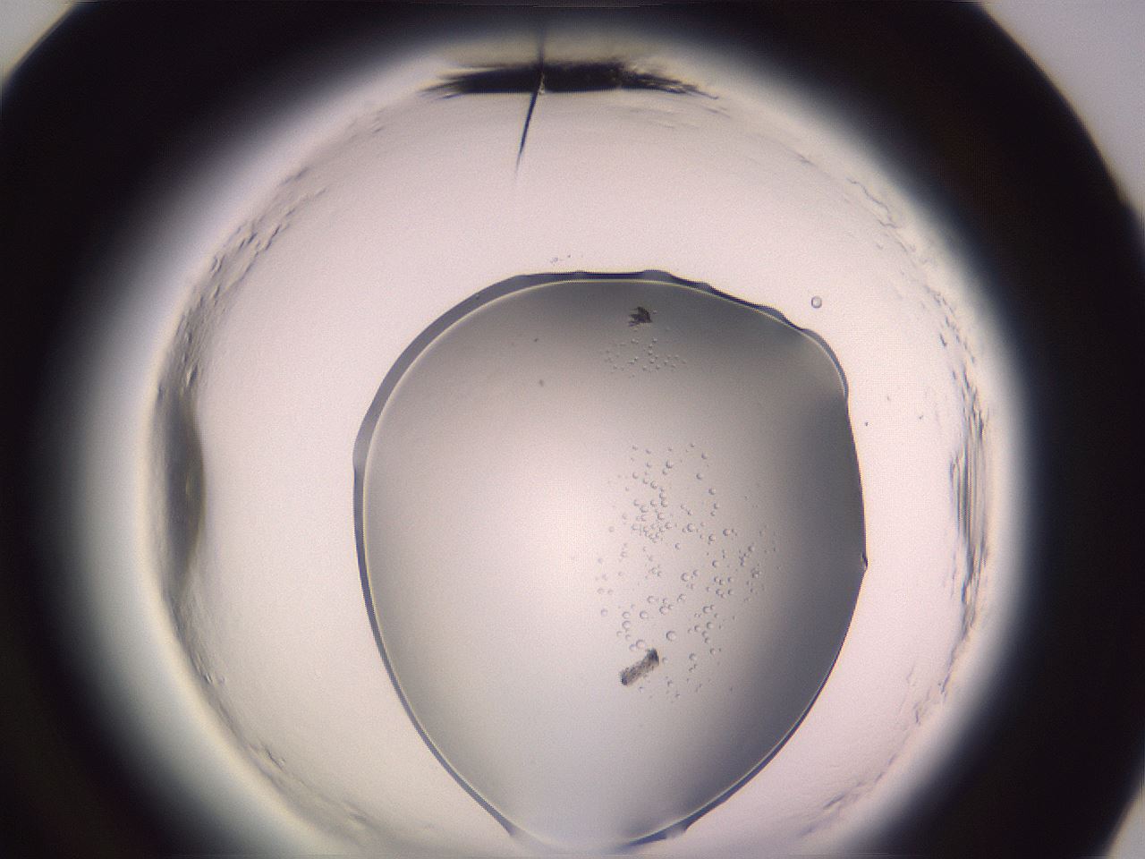 folderID605_plateID2605_batchID13173_wellNum84_profileID1_d3_r203013_ef.jpg