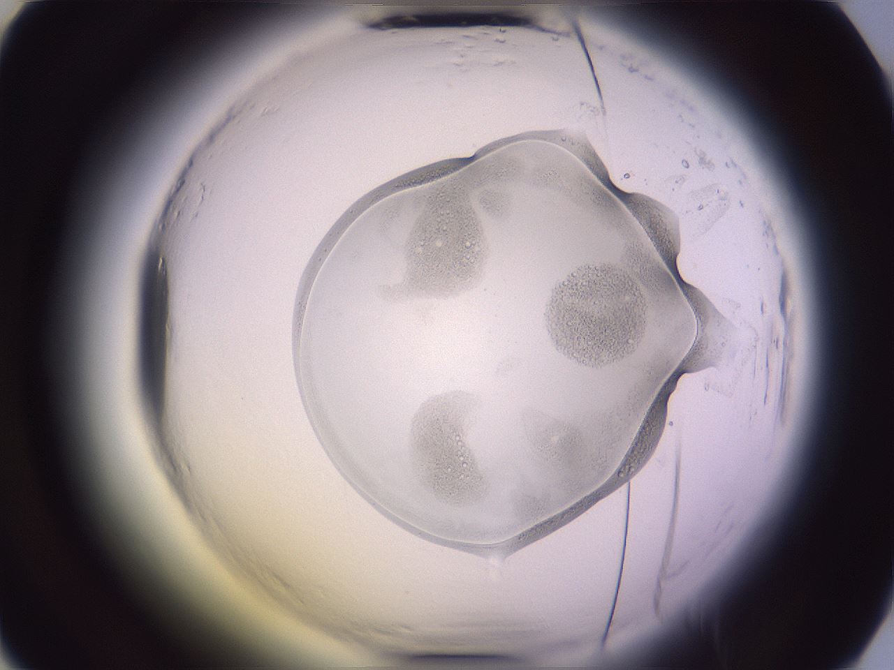 folderID605_plateID2605_batchID13173_wellNum25_profileID1_d2_r202835_ef.jpg