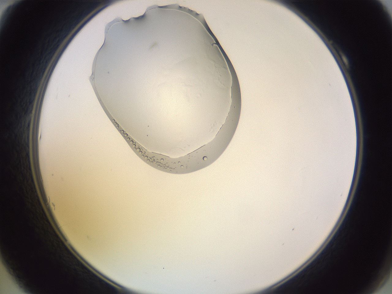 folderID606_plateID1606_batchID6732_wellNum10_profileID1_d2_r106759_ef.jpg
