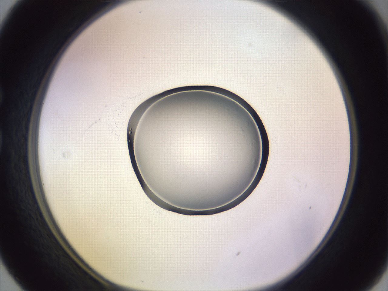 folderID606_plateID1606_batchID6732_wellNum29_profileID1_d1_r106796_ef.jpg
