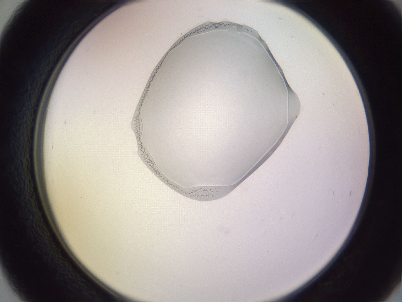 folderID606_plateID1606_batchID6732_wellNum39_profileID1_d2_r106817_ef.jpg