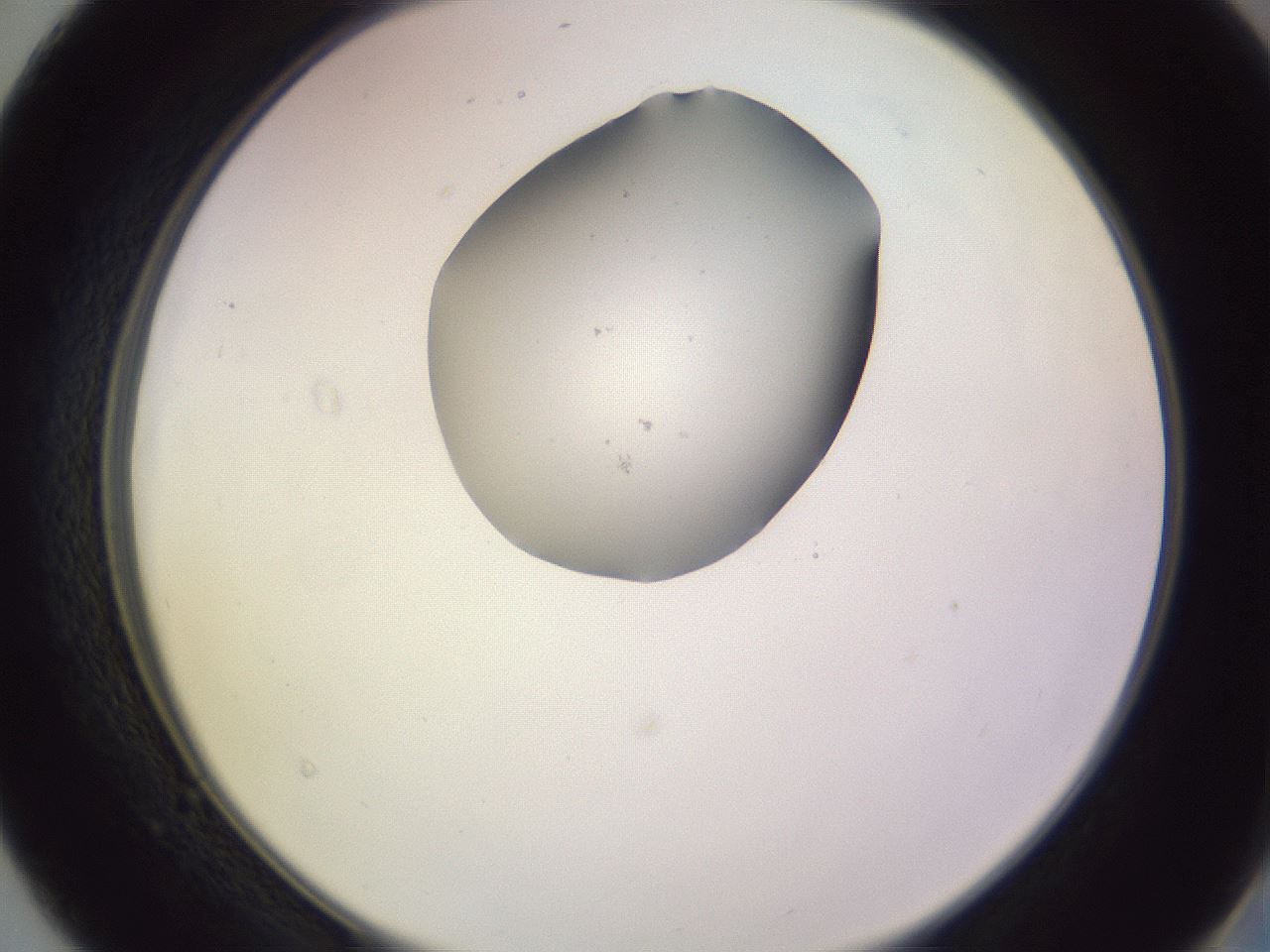 folderID606_plateID1606_batchID6732_wellNum40_profileID1_d2_r106819_ef.jpg