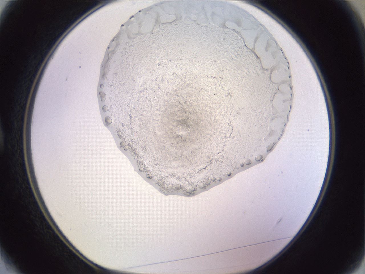 folderID606_plateID1606_batchID6732_wellNum4_profileID1_d1_r106746_ef.jpg
