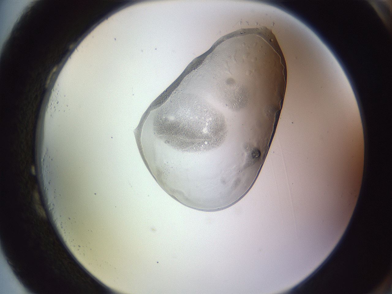 folderID606_plateID1606_batchID6732_wellNum87_profileID1_d2_r106913_ef.jpg