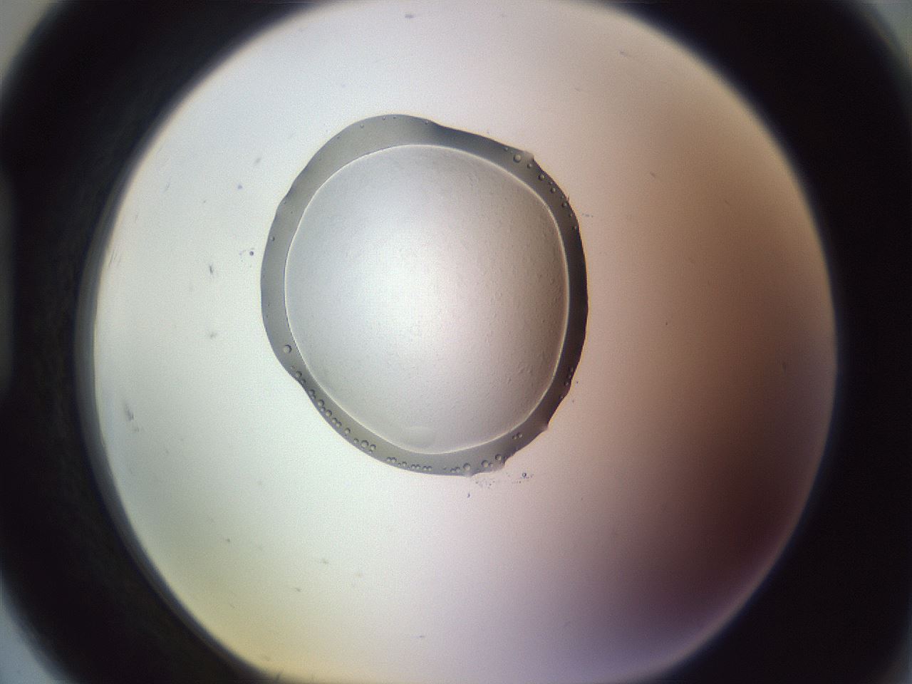 folderID606_plateID1606_batchID6732_wellNum91_profileID1_d1_r106920_ef.jpg