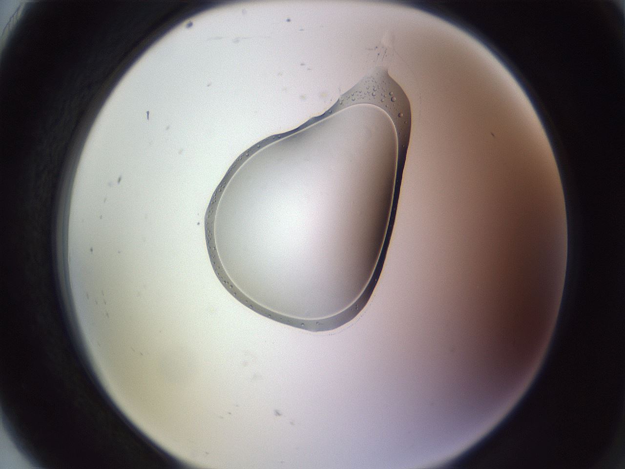 folderID606_plateID1606_batchID6732_wellNum91_profileID1_d2_r106921_ef.jpg