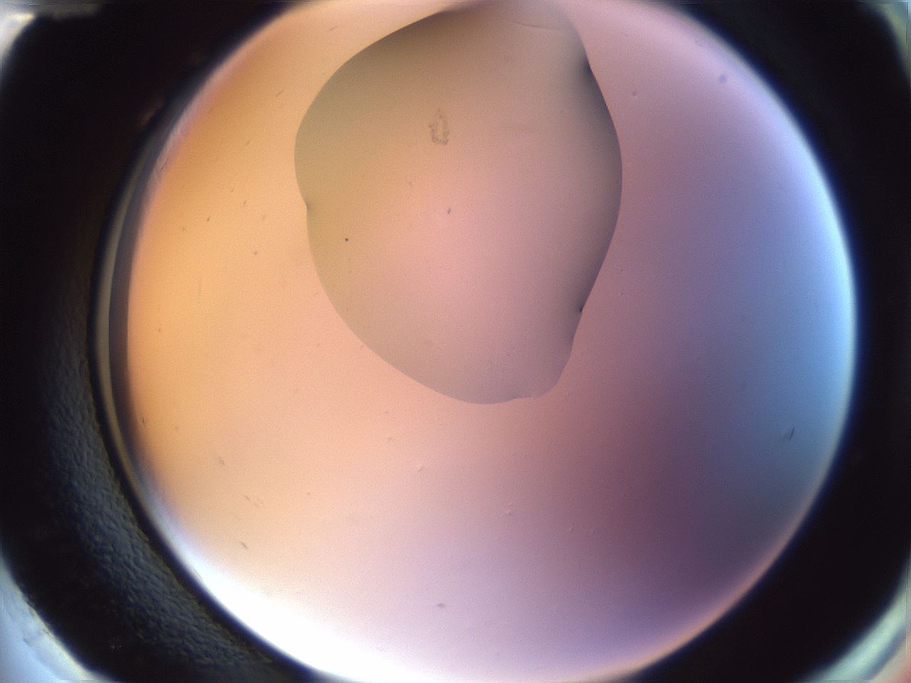 folderID606_plateID1606_batchID6732_wellNum96_profileID1_d2_r106931_ef.jpg