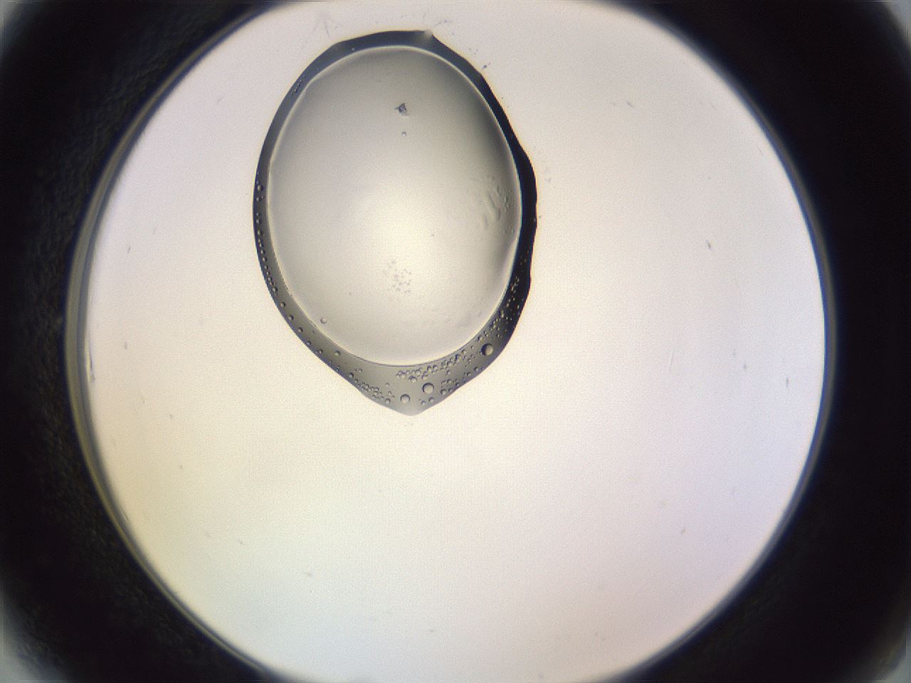 folderID606_plateID1606_batchID6732_wellNum6_profileID1_d2_r106751_ef.jpg
