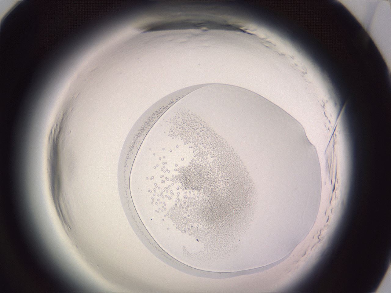 folderID606_plateID2606_batchID13176_wellNum94_profileID1_d1_r203905_ef.jpg