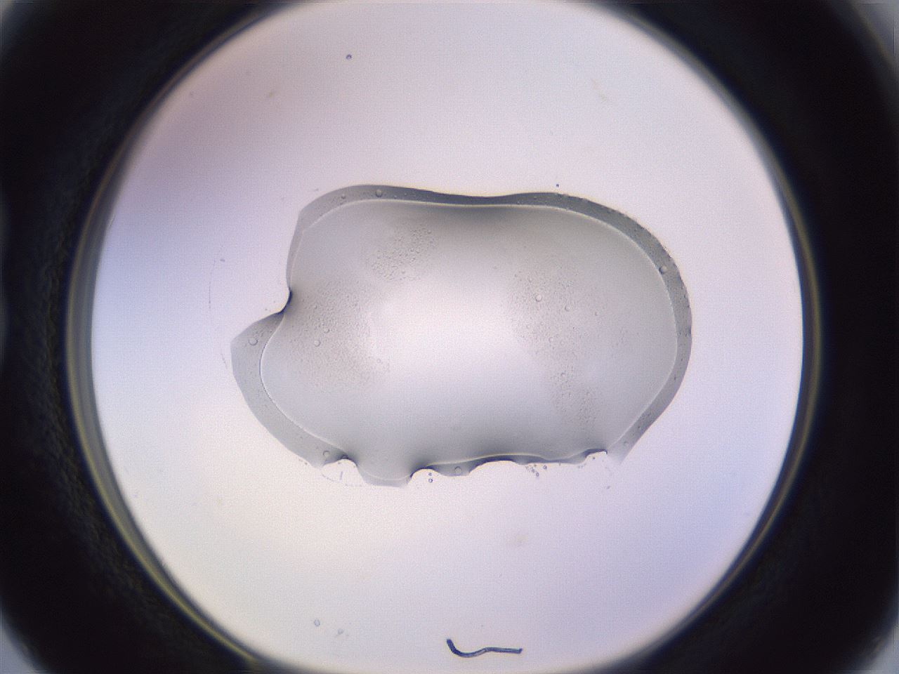 folderID607_plateID1607_batchID6724_wellNum15_profileID1_d1_r105232_ef.jpg