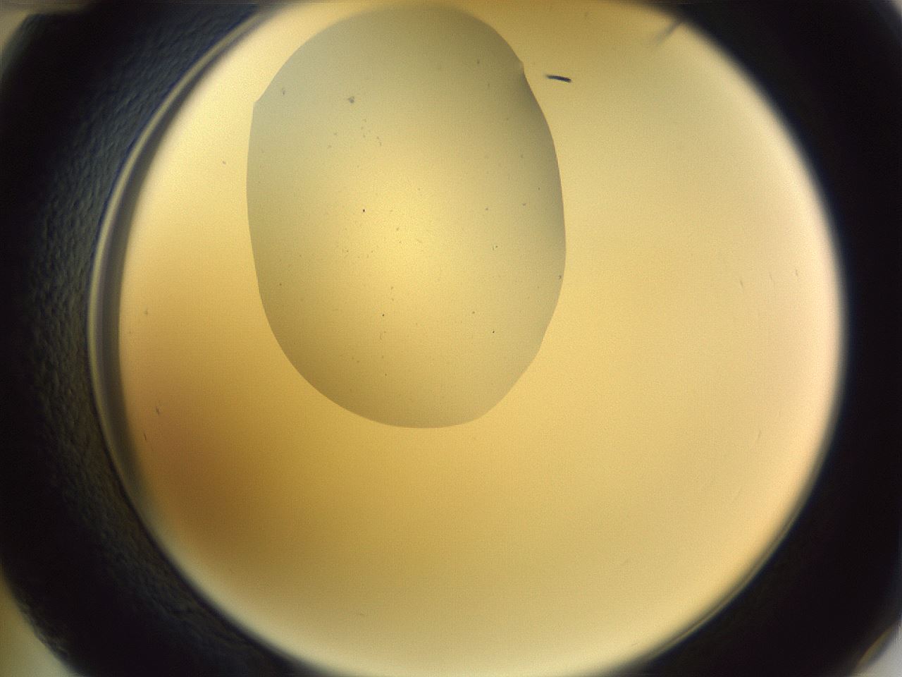 folderID607_plateID1607_batchID6724_wellNum48_profileID1_d2_r105299_ef.jpg