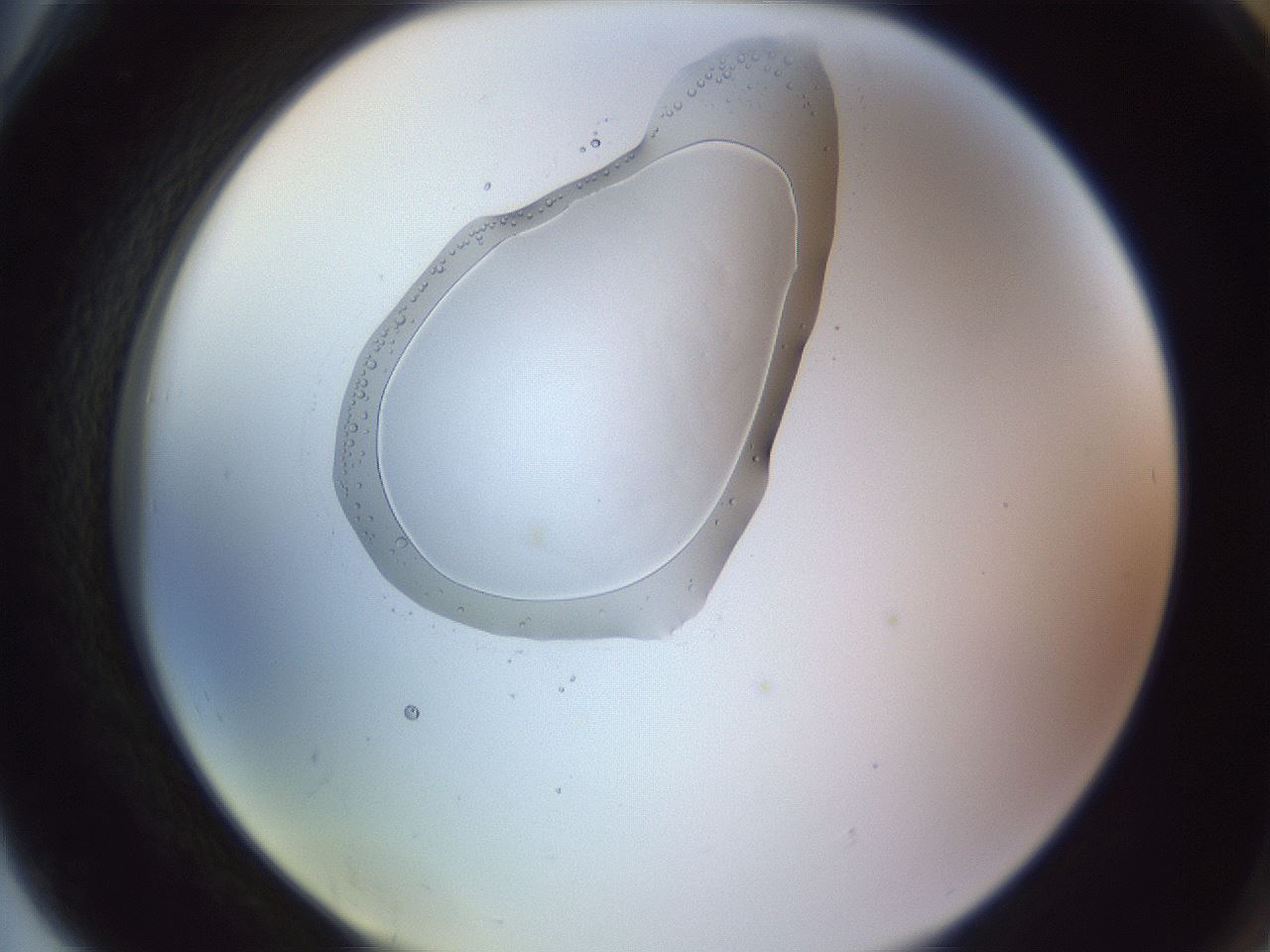 folderID607_plateID1607_batchID6724_wellNum78_profileID1_d2_r105359_ef.jpg