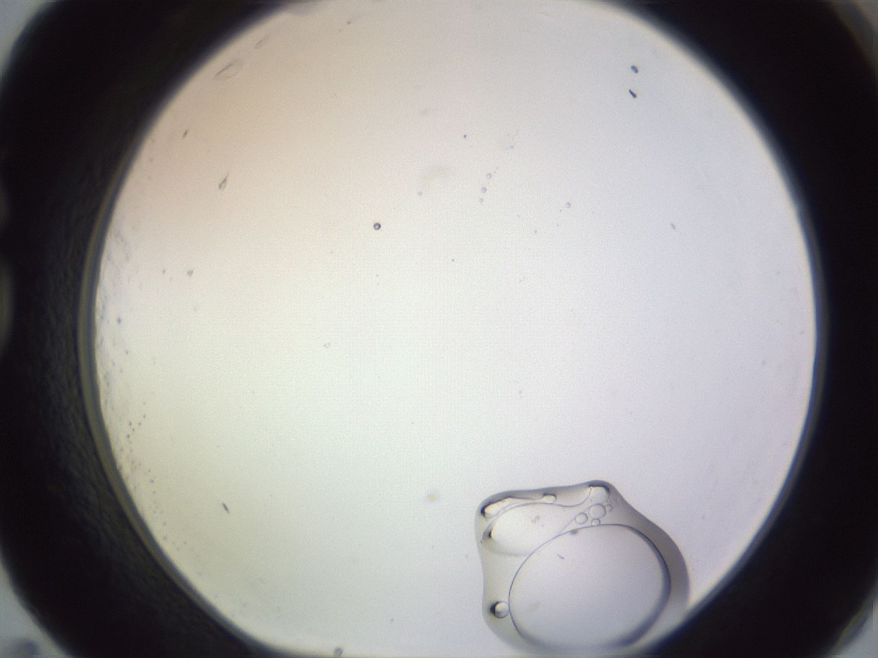 folderID607_plateID1607_batchID6724_wellNum83_profileID1_d1_r105368_ef.jpg