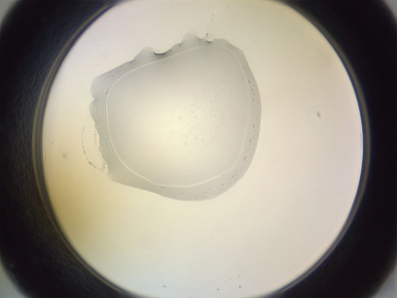 folderID607_plateID1607_batchID6724_wellNum20_profileID1_d2_r105243_ef.jpg