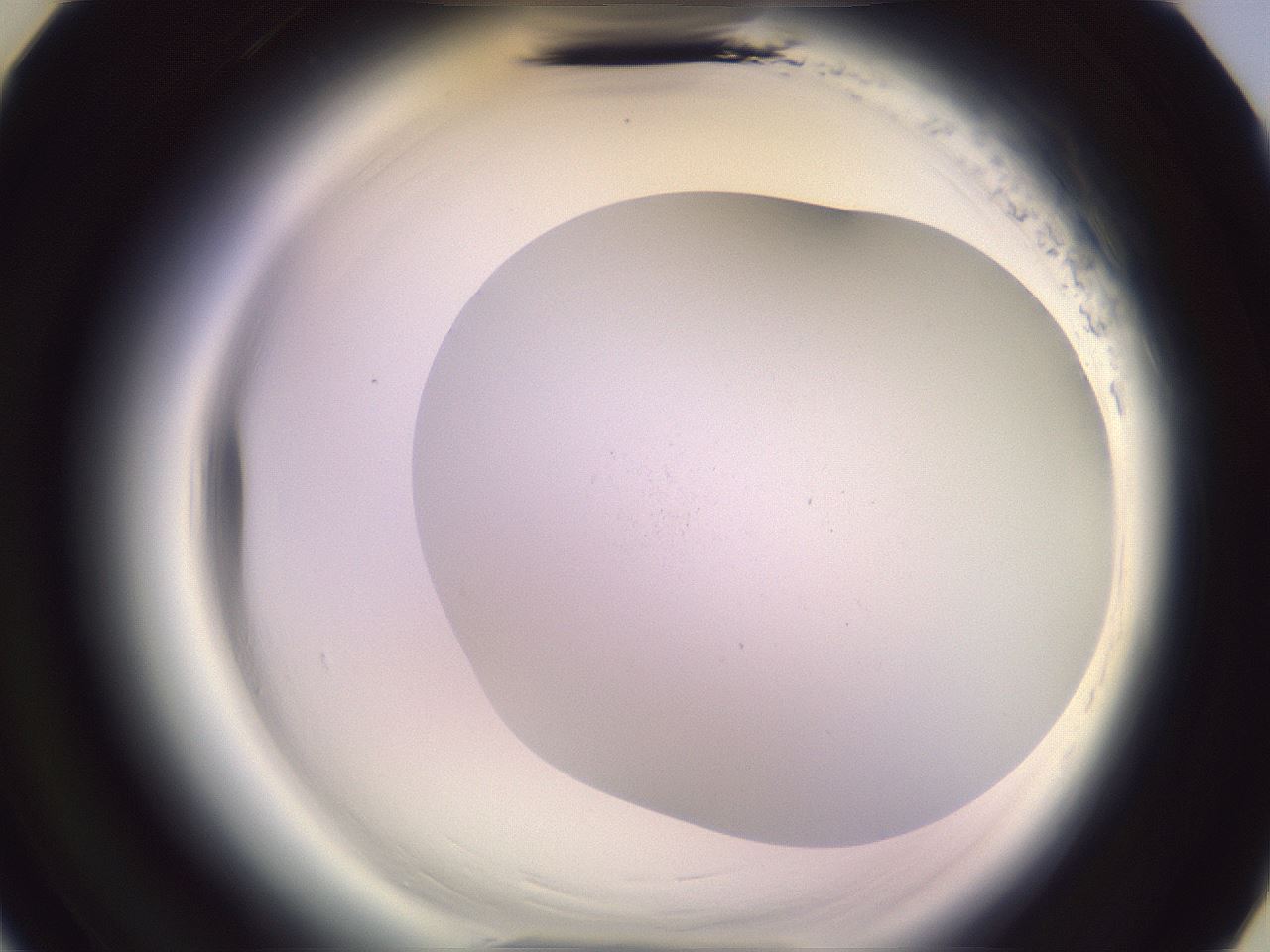 folderID608_plateID2608_batchID13184_wellNum19_profileID1_d3_r204834_ef.jpg