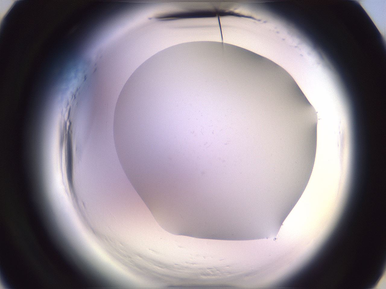 folderID608_plateID2608_batchID13184_wellNum4_profileID1_d3_r204789_ef.jpg