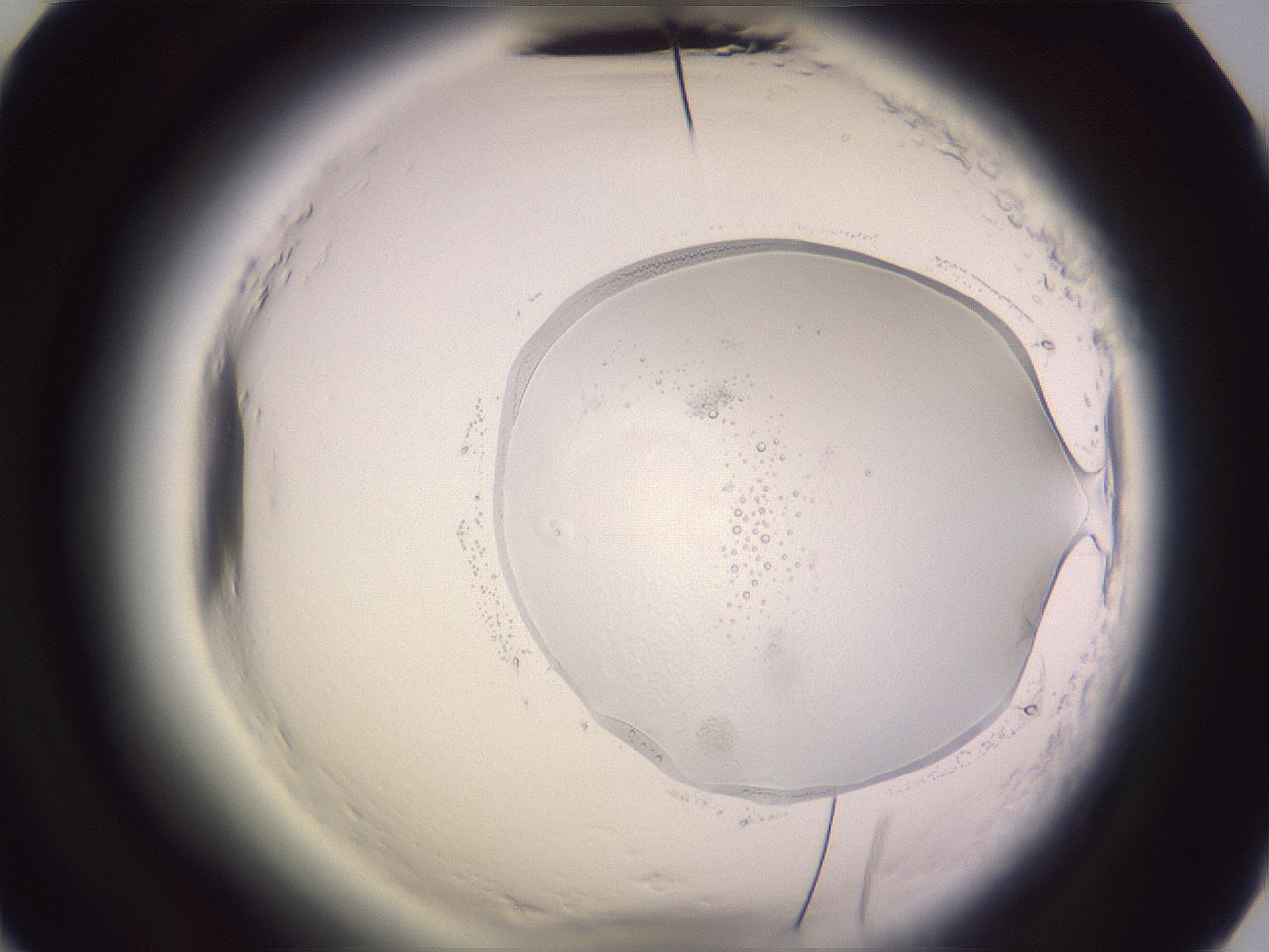 folderID608_plateID2608_batchID13184_wellNum63_profileID1_d2_r204965_ef.jpg