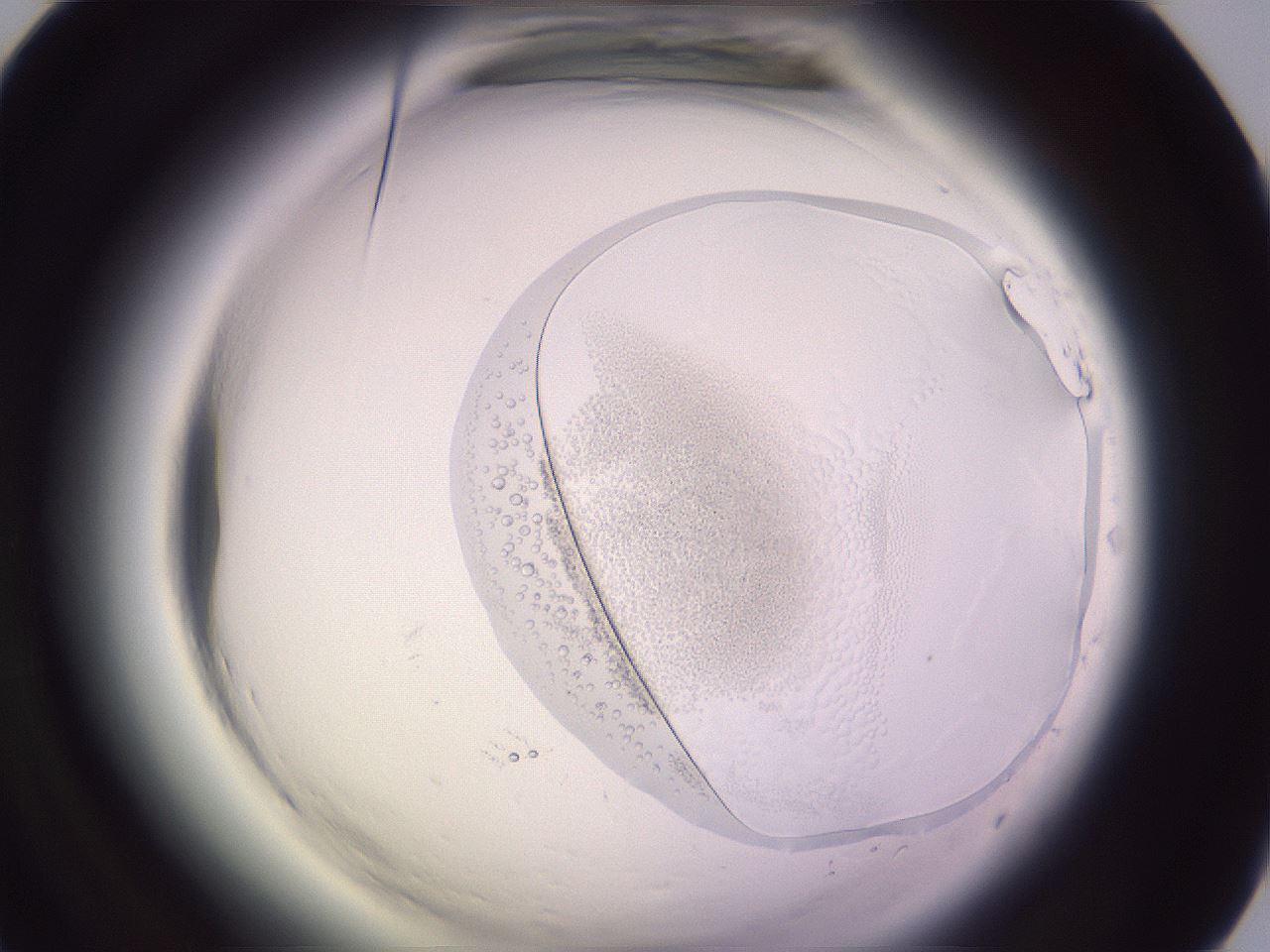 folderID608_plateID2608_batchID13184_wellNum65_profileID1_d1_r204970_ef.jpg
