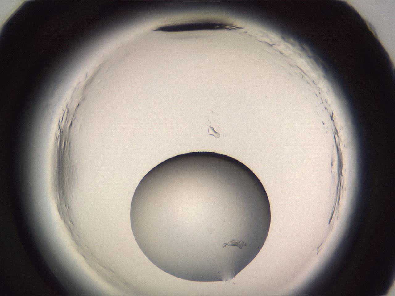 folderID608_plateID2608_batchID13184_wellNum83_profileID1_d2_r205025_ef.jpg