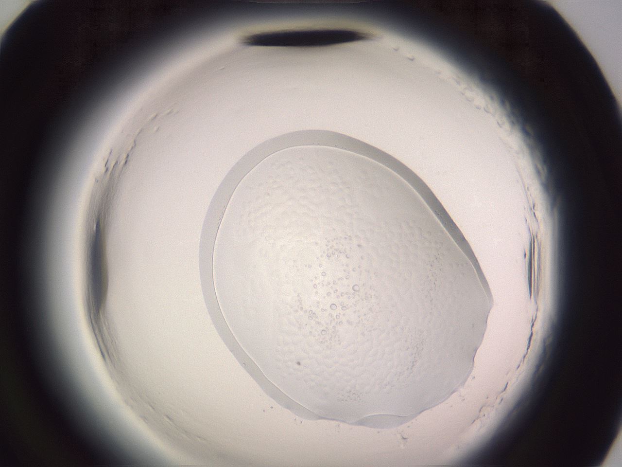 folderID608_plateID2608_batchID13184_wellNum94_profileID1_d2_r205058_ef.jpg