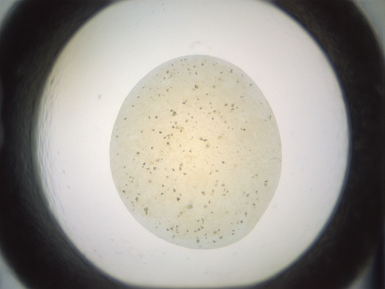 folderID60_plateID2060_batchID9042_wellNum19_profileID1_d1_r139113_ef.jpg