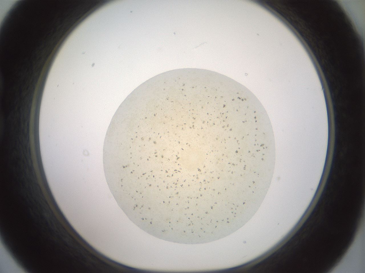 folderID60_plateID2060_batchID9042_wellNum21_profileID1_d1_r139115_ef.jpg