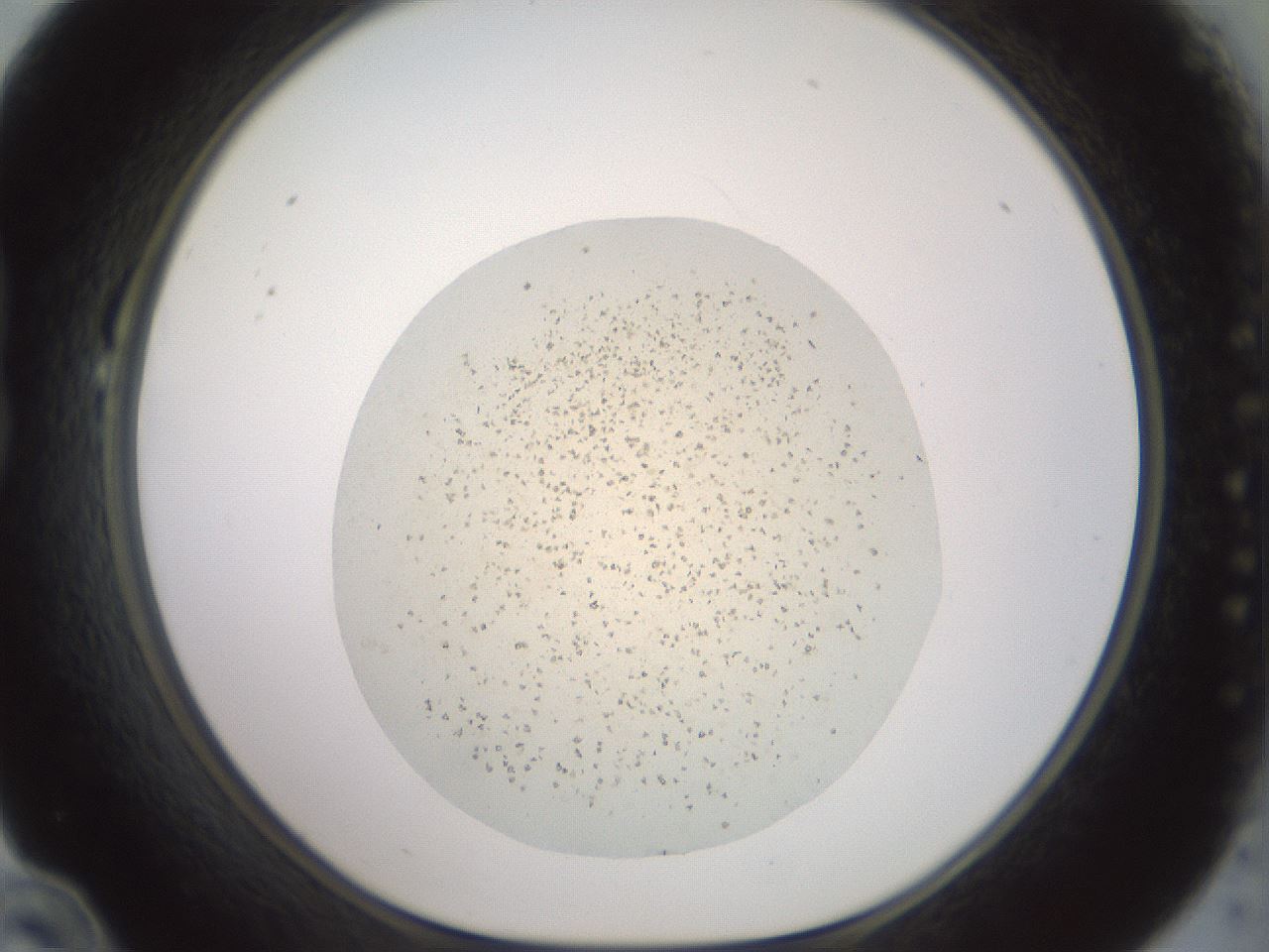 folderID60_plateID2060_batchID9042_wellNum22_profileID1_d1_r139116_ef.jpg
