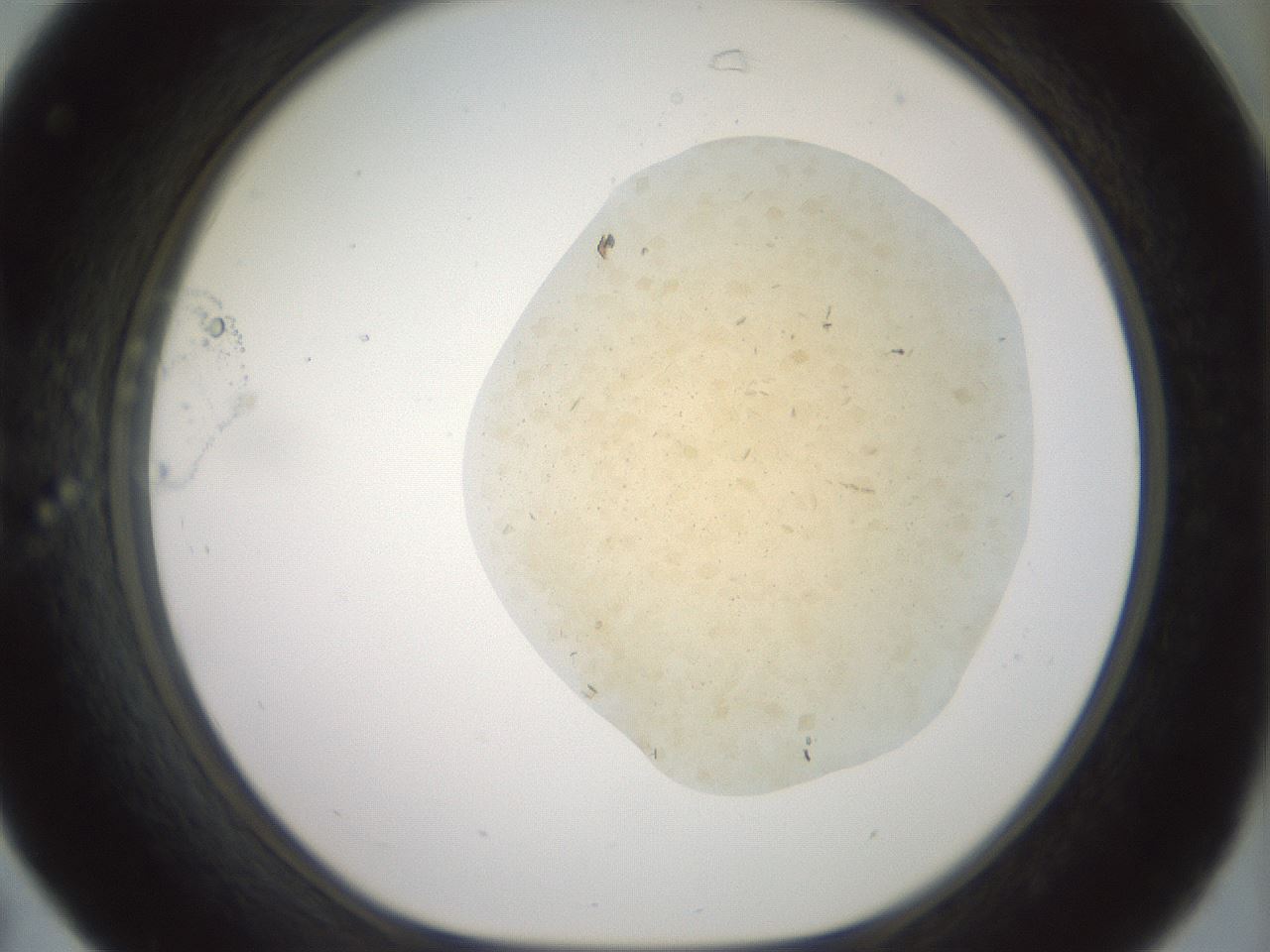 folderID60_plateID2060_batchID9042_wellNum31_profileID1_d1_r139125_ef.jpg
