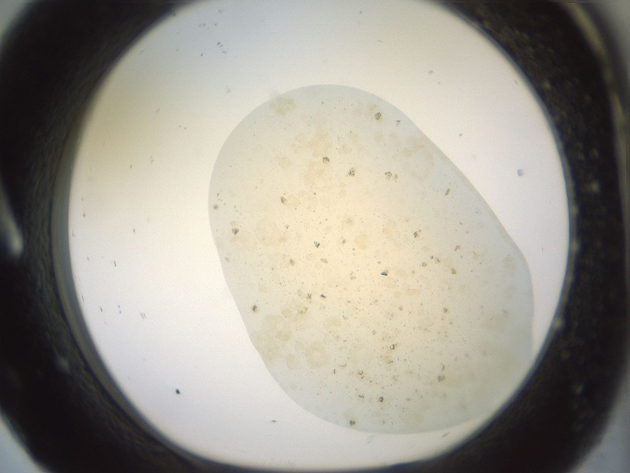 folderID60_plateID2060_batchID9042_wellNum8_profileID1_d1_r139102_ef.jpg