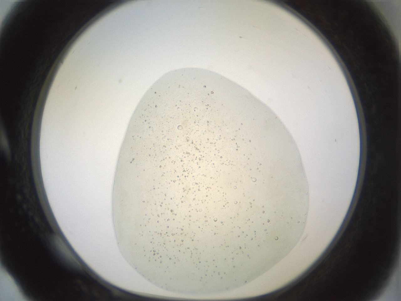 folderID60_plateID2060_batchID9042_wellNum4_profileID1_d1_r139098_ef.jpg