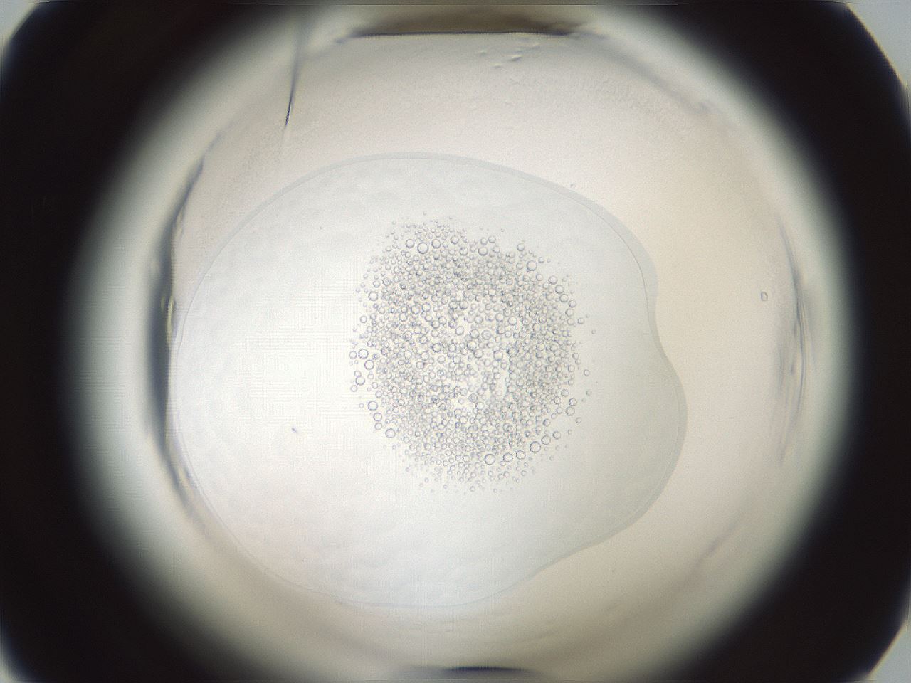 folderID610_plateID2610_batchID13190_wellNum26_profileID1_d1_r206581_ef.jpg