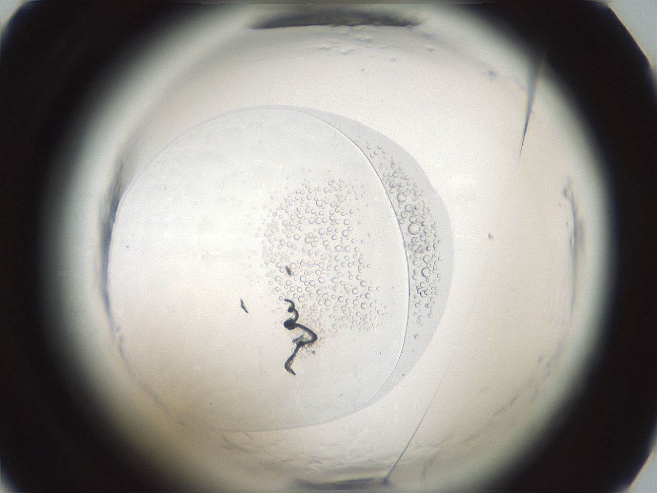 folderID610_plateID2610_batchID13190_wellNum28_profileID1_d1_r206587_ef.jpg