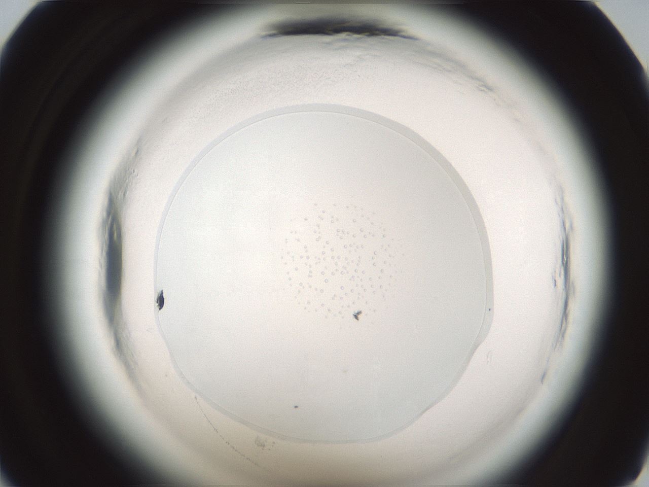 folderID610_plateID2610_batchID13190_wellNum35_profileID1_d1_r206608_ef.jpg